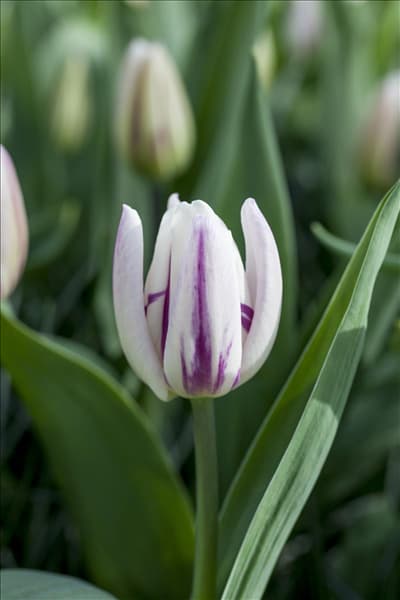 Tulipa 'Flaming Flag'