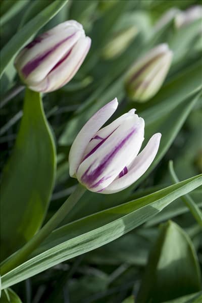 Tulipa 'Flaming Flag'