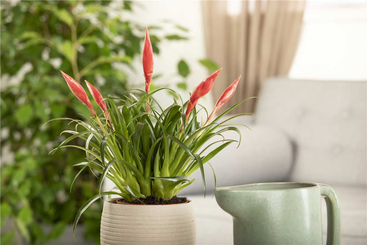 Vriesea 'Astrid'