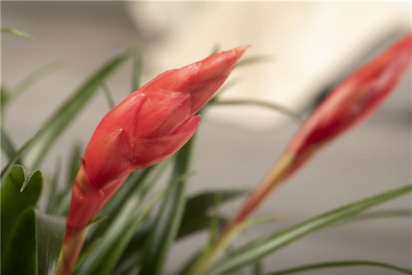 Vriesea 'Astrid'