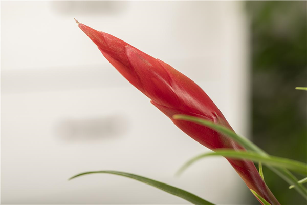 Vriesea 'Astrid'