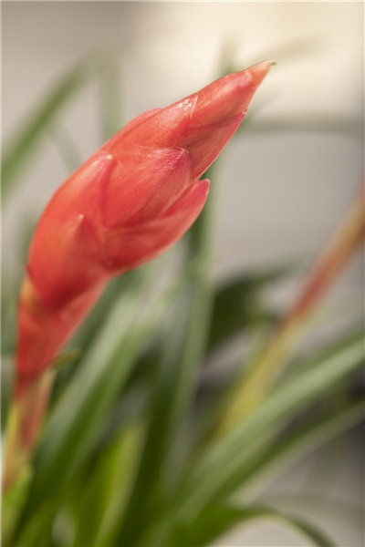 Vriesea 'Astrid'