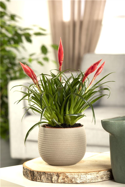 Vriesea 'Astrid'