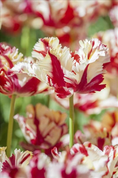 Tulipa 'Double Flaming Parrot'