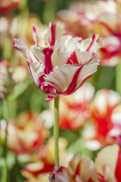 Tulipa 'Double Flaming Parrot'