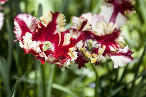 Tulipa 'Flaming Parrot'