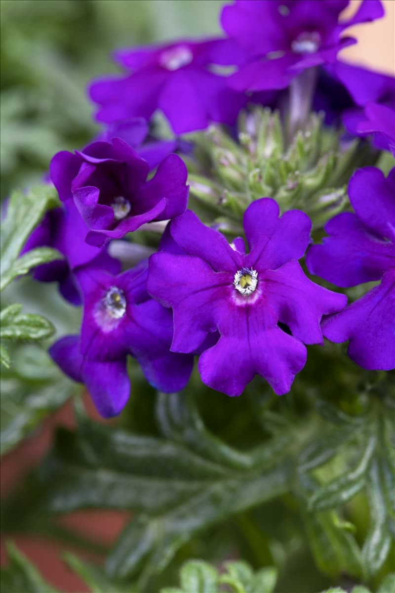 Verbena 'Vepita Blue Violet'