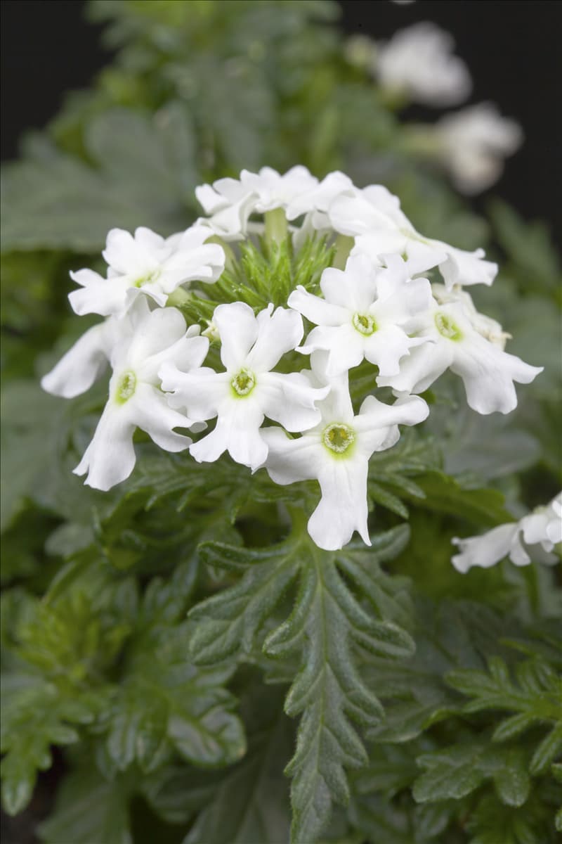 Verbena 'Vepita White'