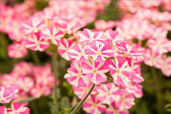 Verbena 'Voodoo Pink Star'