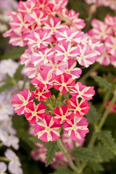 Verbena 'Voodoo Pink Star'