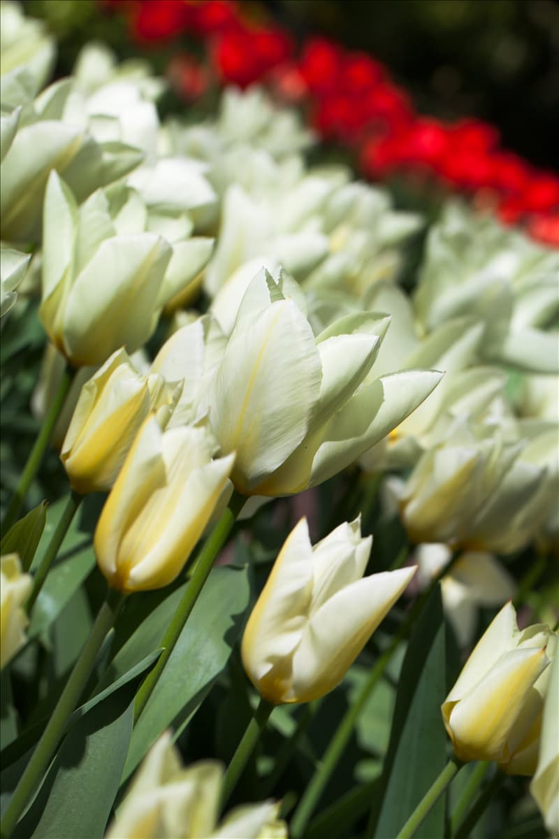 Tulipa fosteriana 'Purissima'