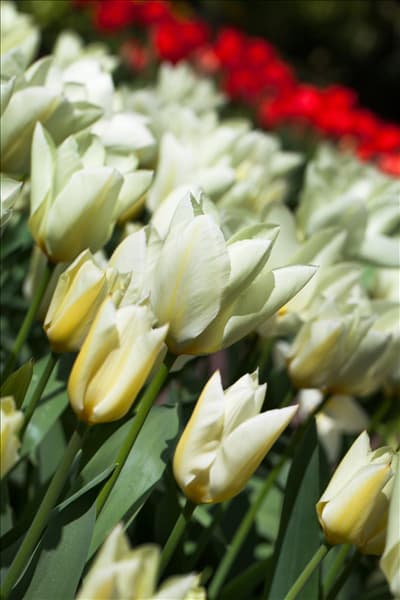 Tulipa fosteriana 'Purissima'