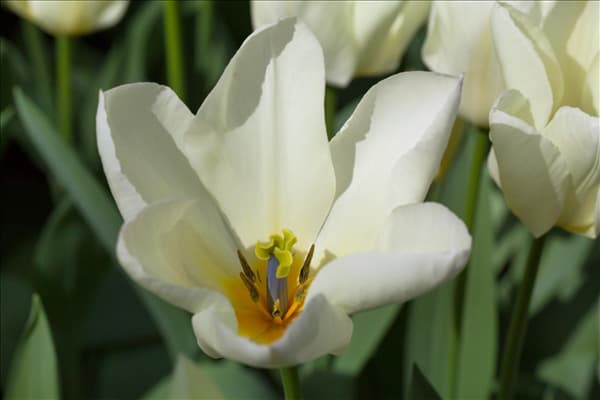 Tulipa fosteriana 'Purissima'