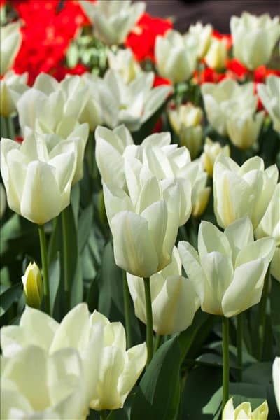 Tulipa fosteriana 'Purissima'