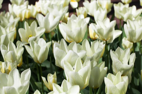 Tulipa fosteriana 'Purissima'