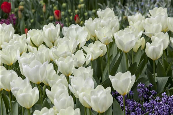 Tulipa fosteriana 'Purissima'