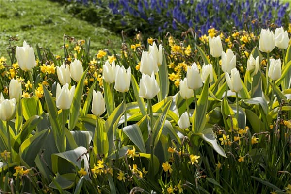 Tulipa fosteriana 'Purissima'