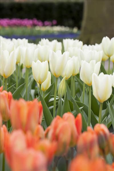 Tulipa fosteriana 'Purissima'