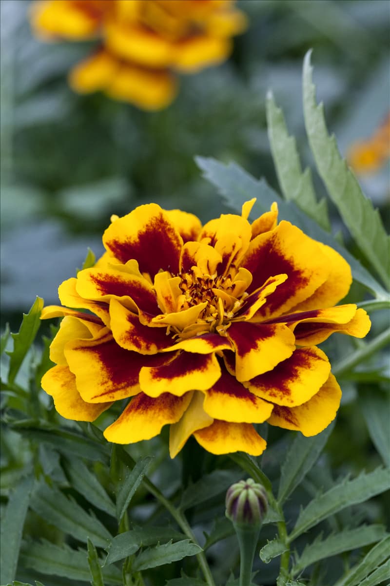 Tagetes patula 'Colossus'