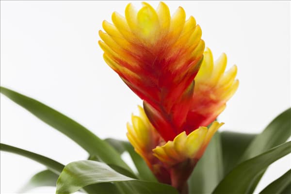 Vriesea 'Shannon'