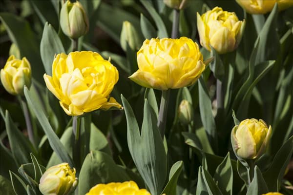Tulipa 'Foxy Foxtrot'