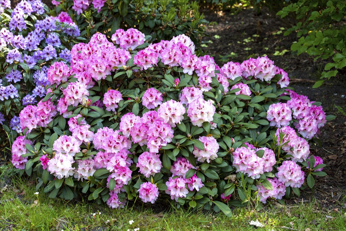 Rhododendron und Azaleen