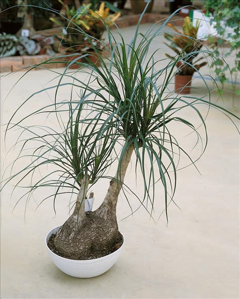 Beaucarnea recurvata