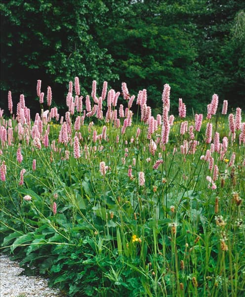 Bistorta officinalis subsp. officinalis