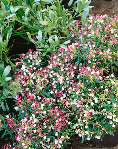ANDROMEDA POLIFOLIA COMPACTA
