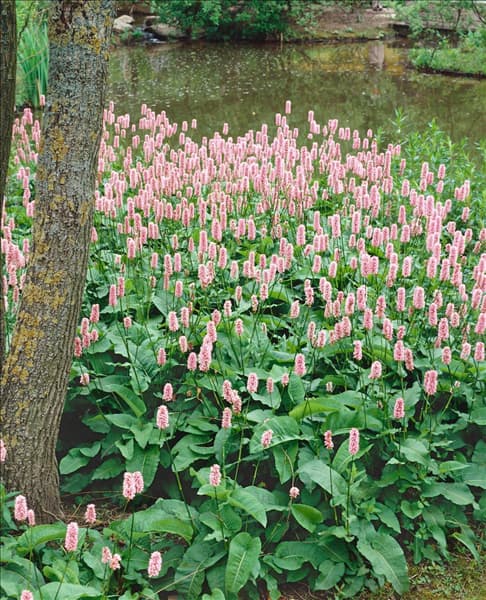 Bistorta officinalis subsp. officinalis