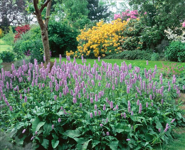 Bistorta officinalis subsp. officinalis Superbum