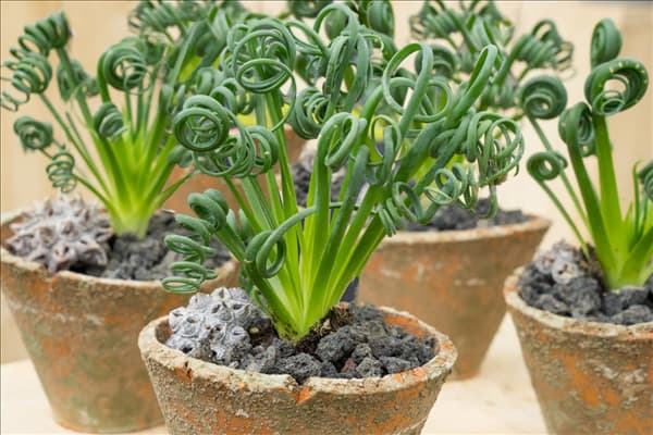 Albuca spiralis 'Frizzle Sizzle'