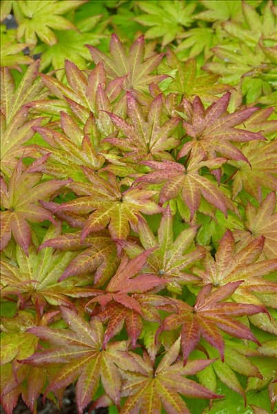 Acer shirasawanum Autumn Moon