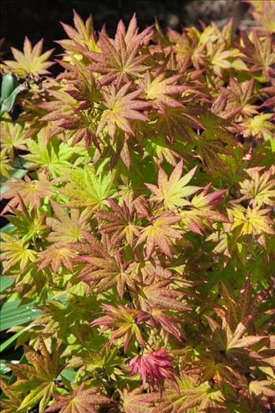 Acer shirasawanum Autumn Moon