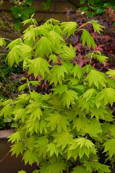 Acer shirasawanum Autumn Moon