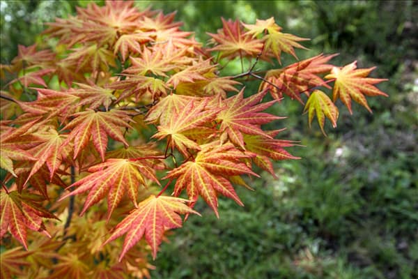 Acer shirasawanum Autumn Moon