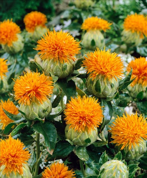 CARTHAMUS TINCTORIUS