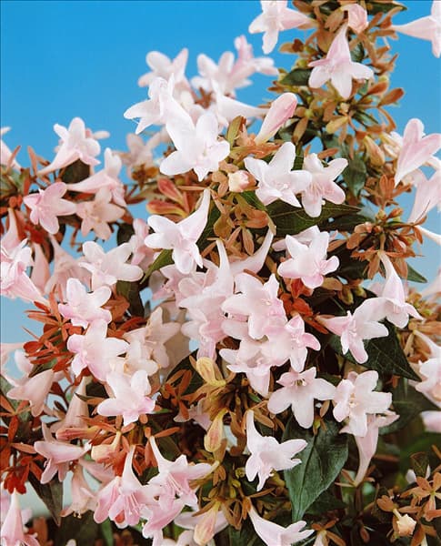 Abelia x grandiflora