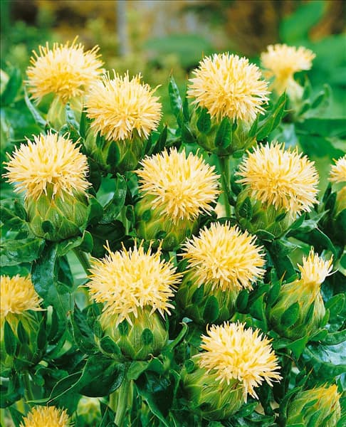 Carthamus tinctorius Lasting White
