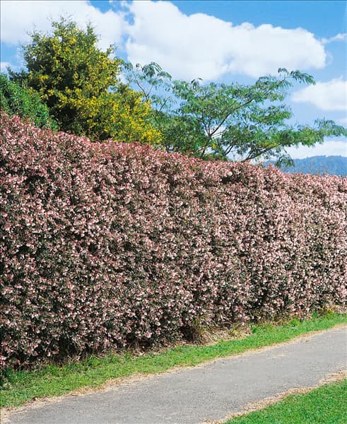 Abelia x grandiflora