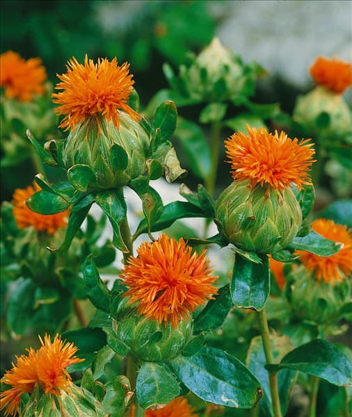 CARTHAMUS TINCTORIUS