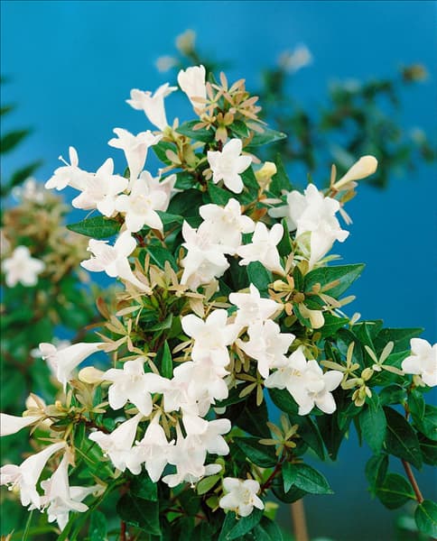 Abelia x grandiflora