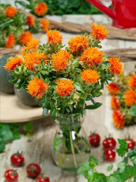Carthamus tinctorius Orange Ball