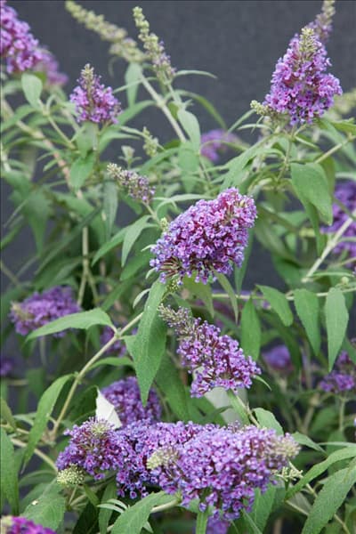 Buddleja davidii Buzz Lavender