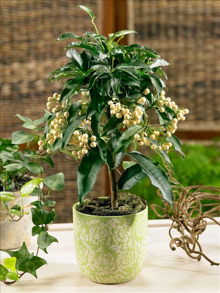 Ardisia crenata in pot