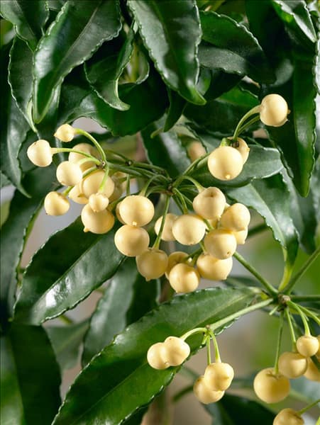 Ardisia crenata