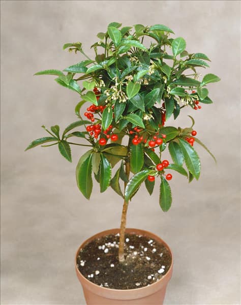 ARDISIA CRENATA