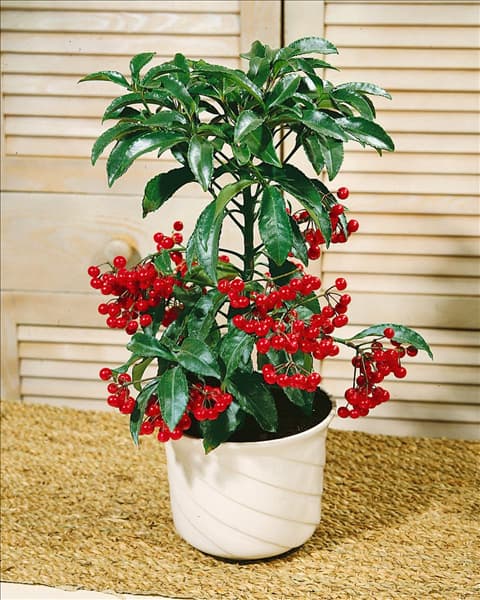 ARDISIA CRENATA