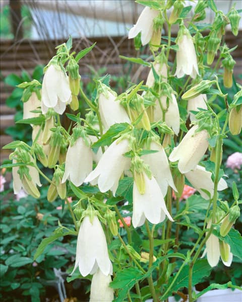 Campanula punctata Alba