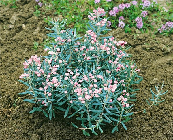 Andromeda polifolia Glauca